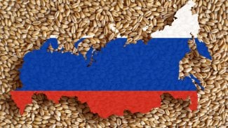 Ruská pšenice