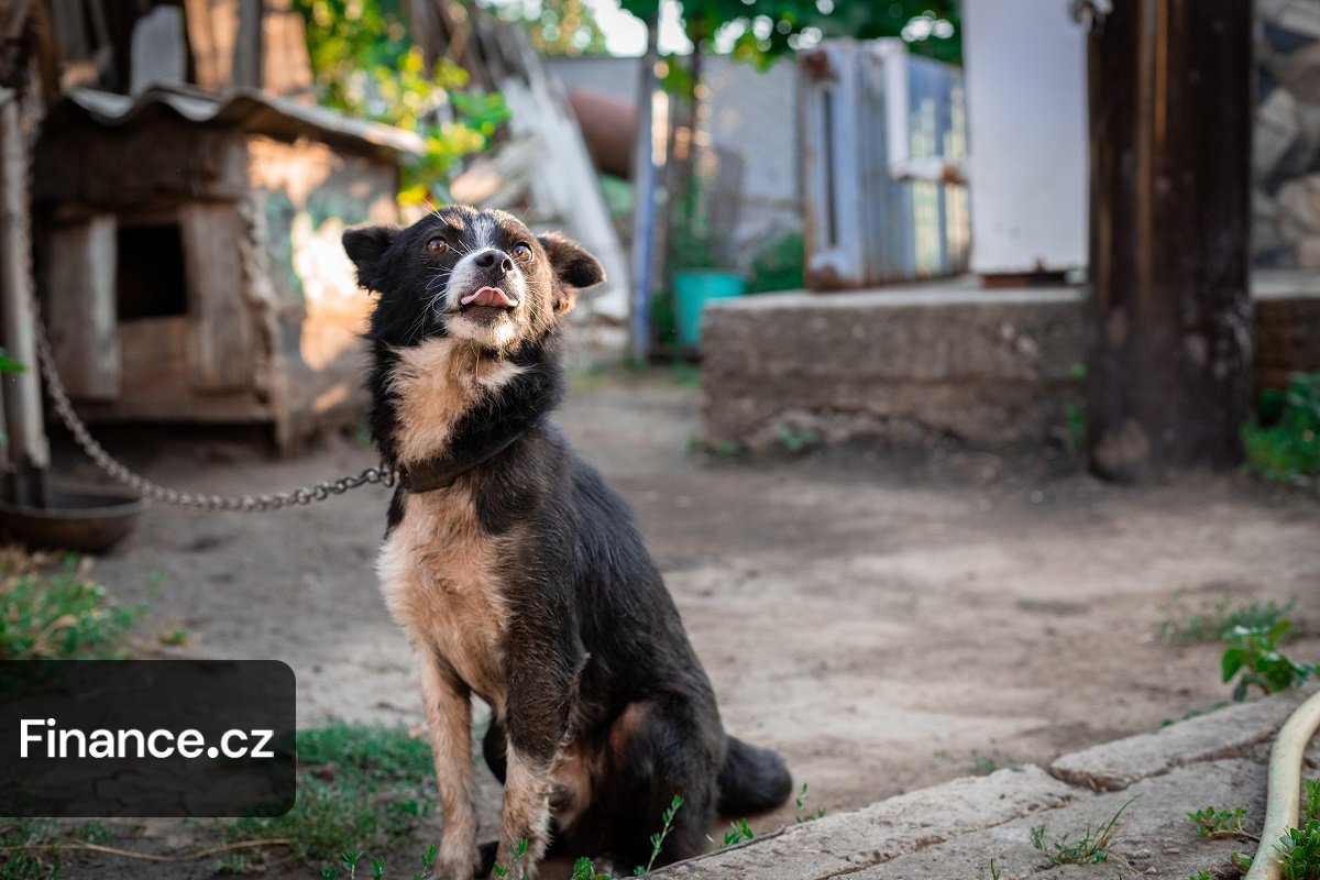 Pes na řetězu může vyjít draho. Nově hrozí pokuty v milionech