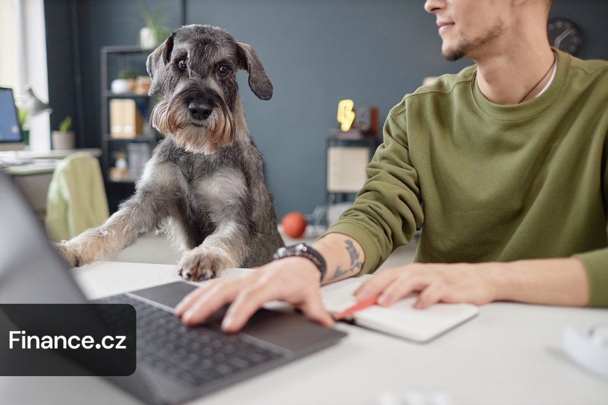 Komora veterinářů zveřejnila návod k přihlášení do nové evidence psů ...